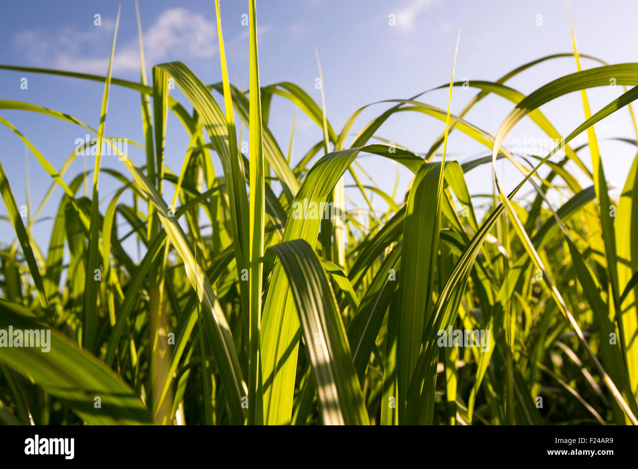 Elephant grass, Pennisetum purpureum being grown as biofuel in Chapel Amble, Cornwall, UK. Stock Photo