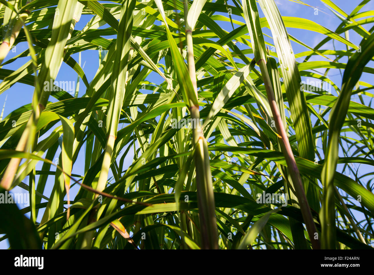 Elephant grass, Pennisetum purpureum being grown as biofuel in Chapel Amble, Cornwall, UK. Stock Photo