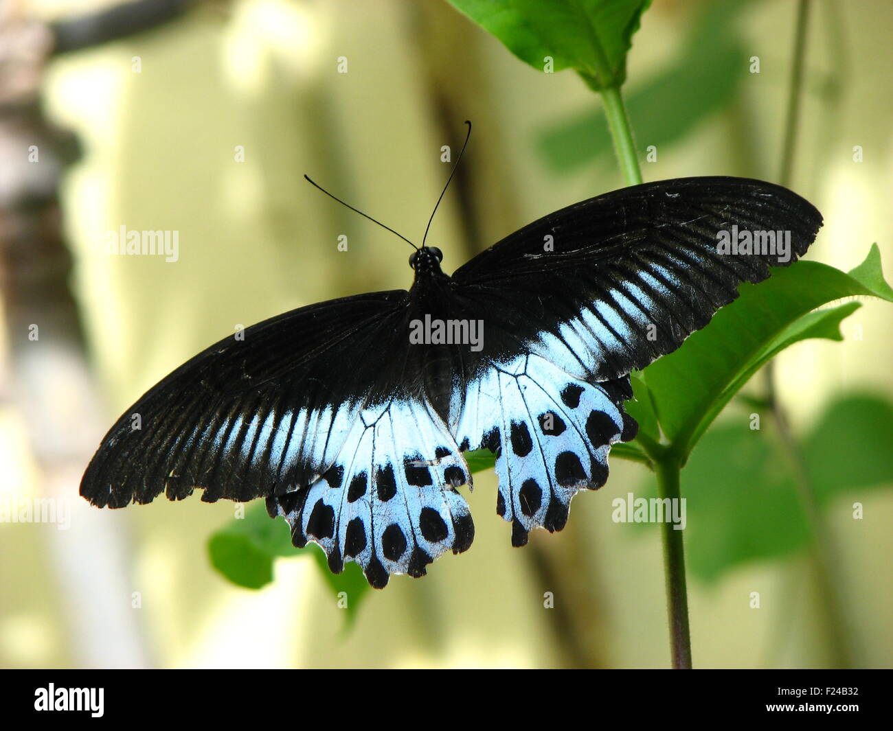 A beautiful butterfly species from Indian tropics with spread-out ...