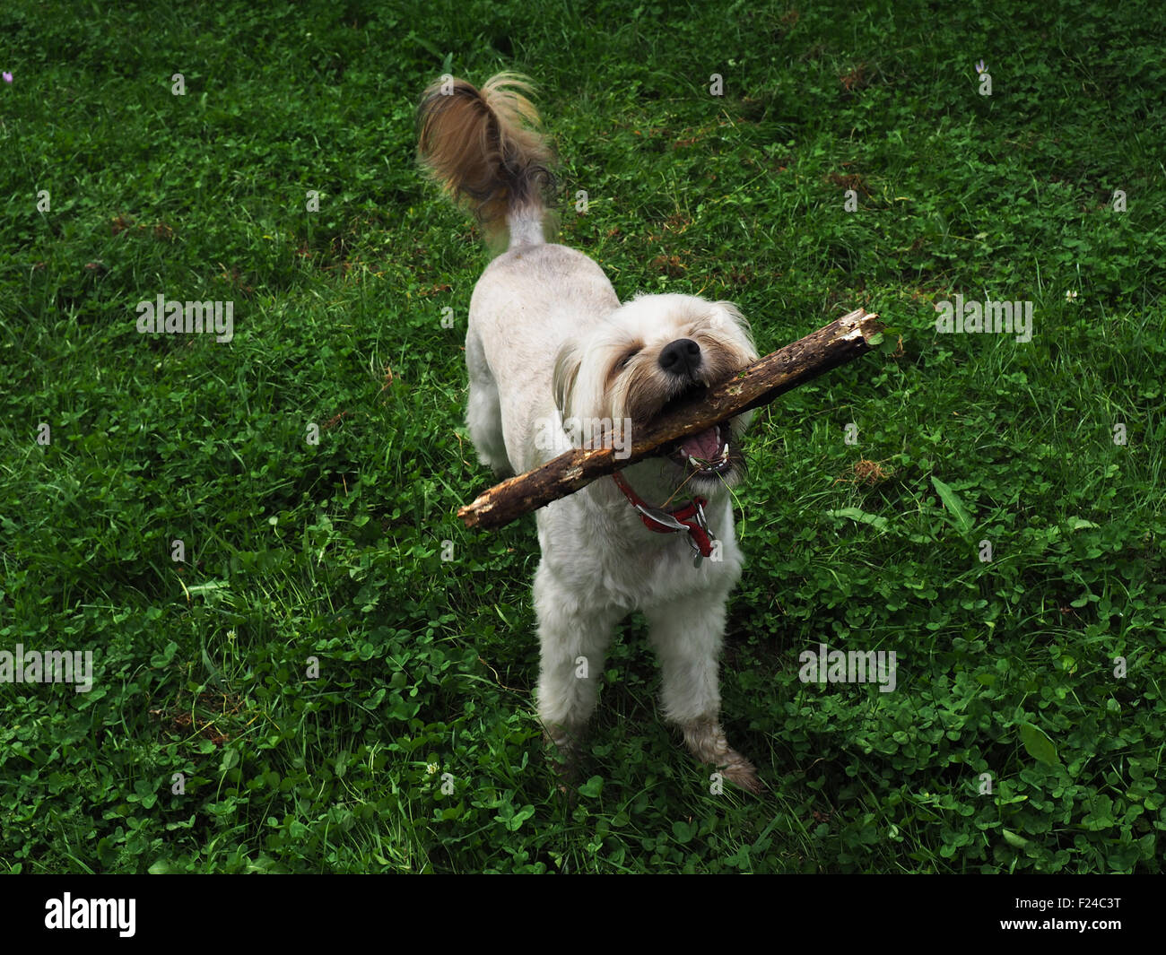 Happy dog getting store haircut