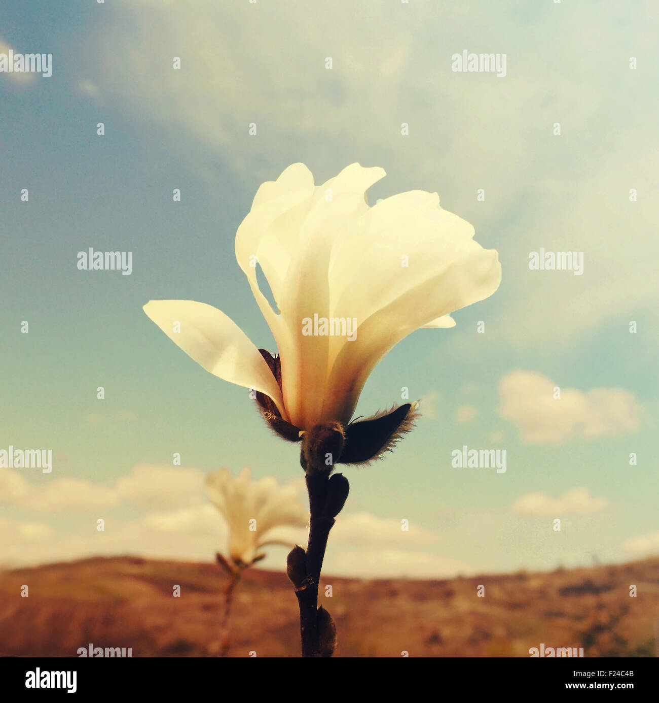 Magnolia white hi-res stock photography and images - Alamy