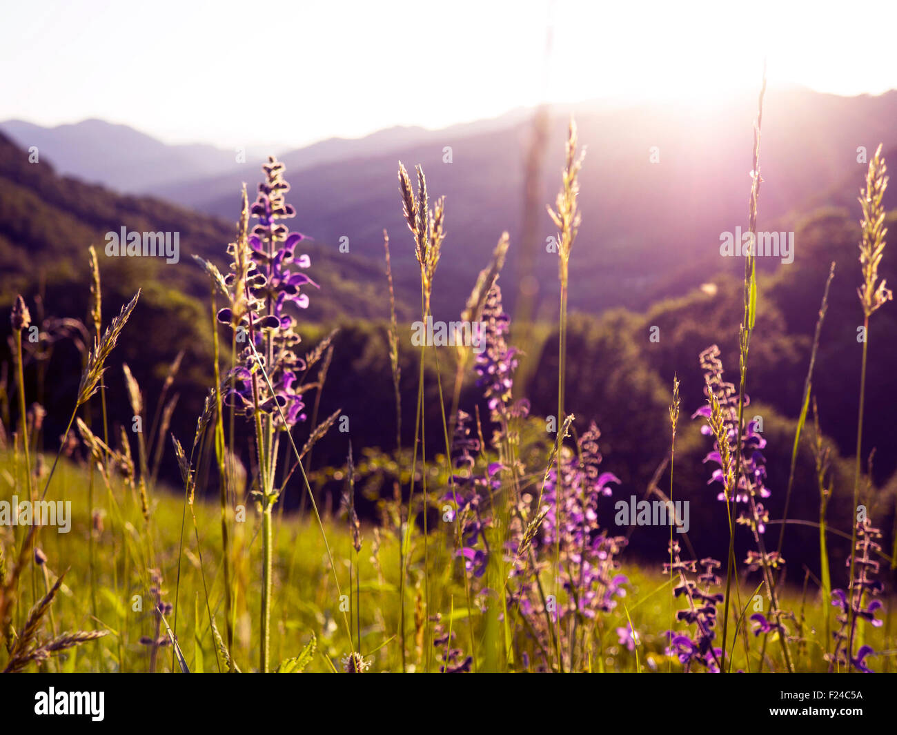Wild lavender meadow Stock Photo