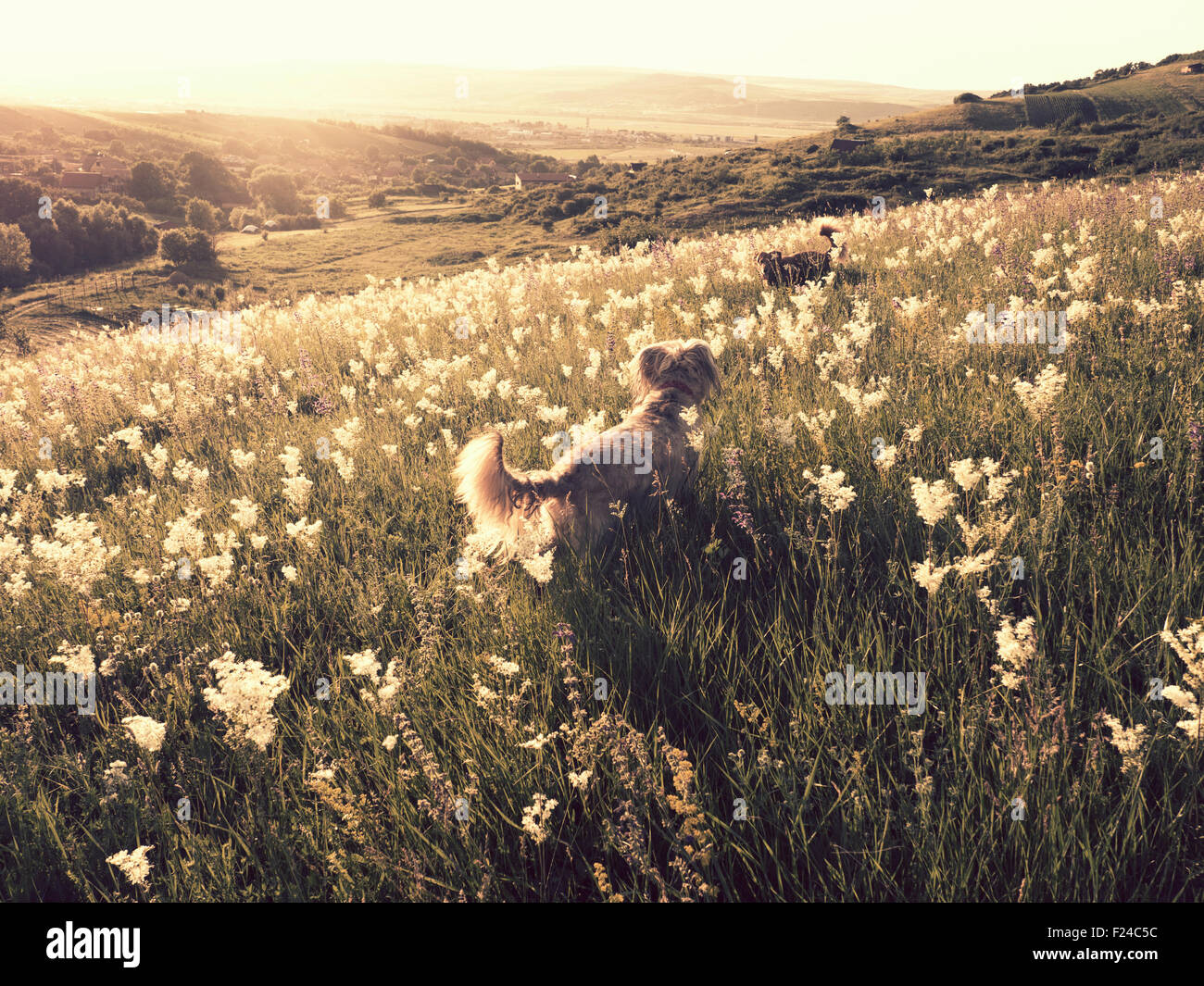 Dogs playing on field at sunset Stock Photo - Alamy