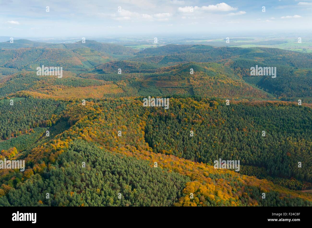 France, Bas Rhin (67), north of Lichtenberg, Natural Regional Park of Northern Vosges, forest in autumn Stock Photo