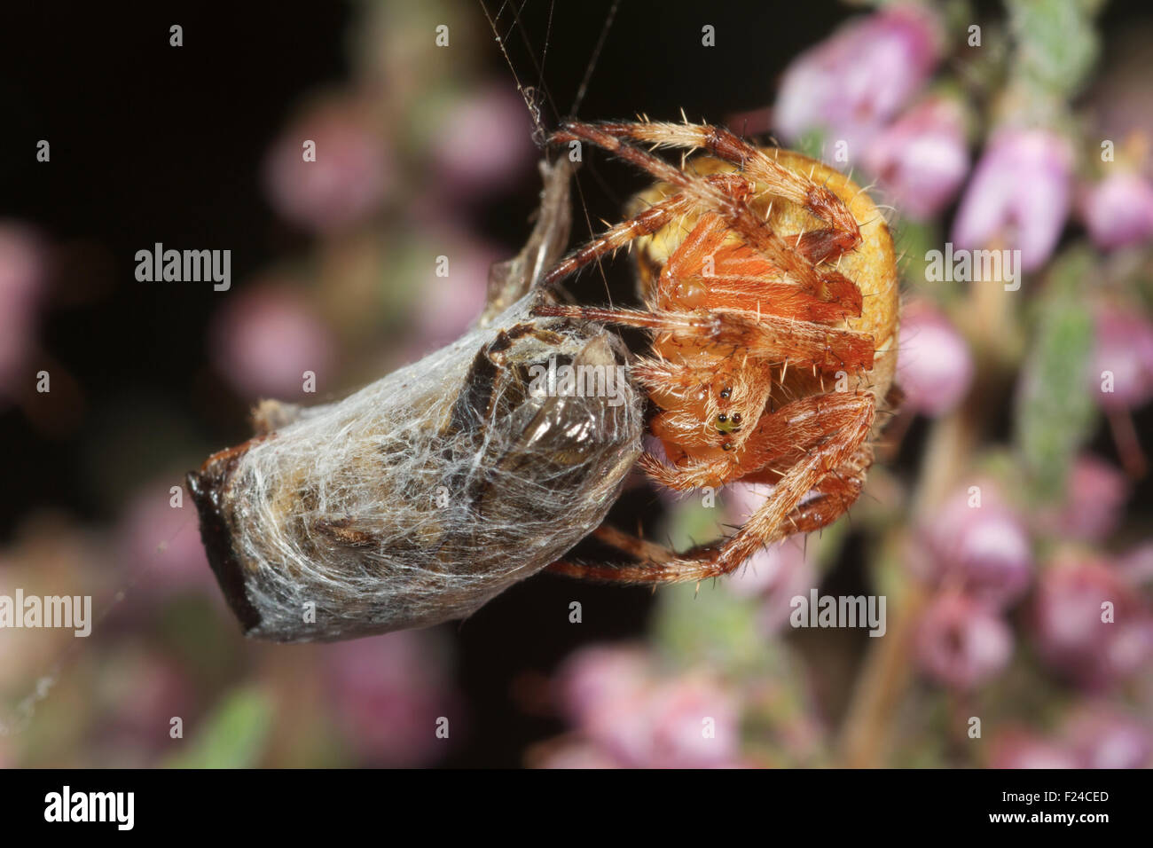 Garden spider on web feeding on bee wrapped in silk. Lowland Heath. UK