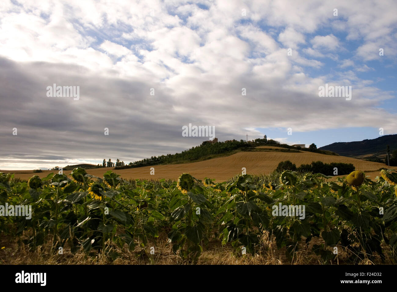 A lot of Sunflowers in spanish countryside Stock Photo Alamy