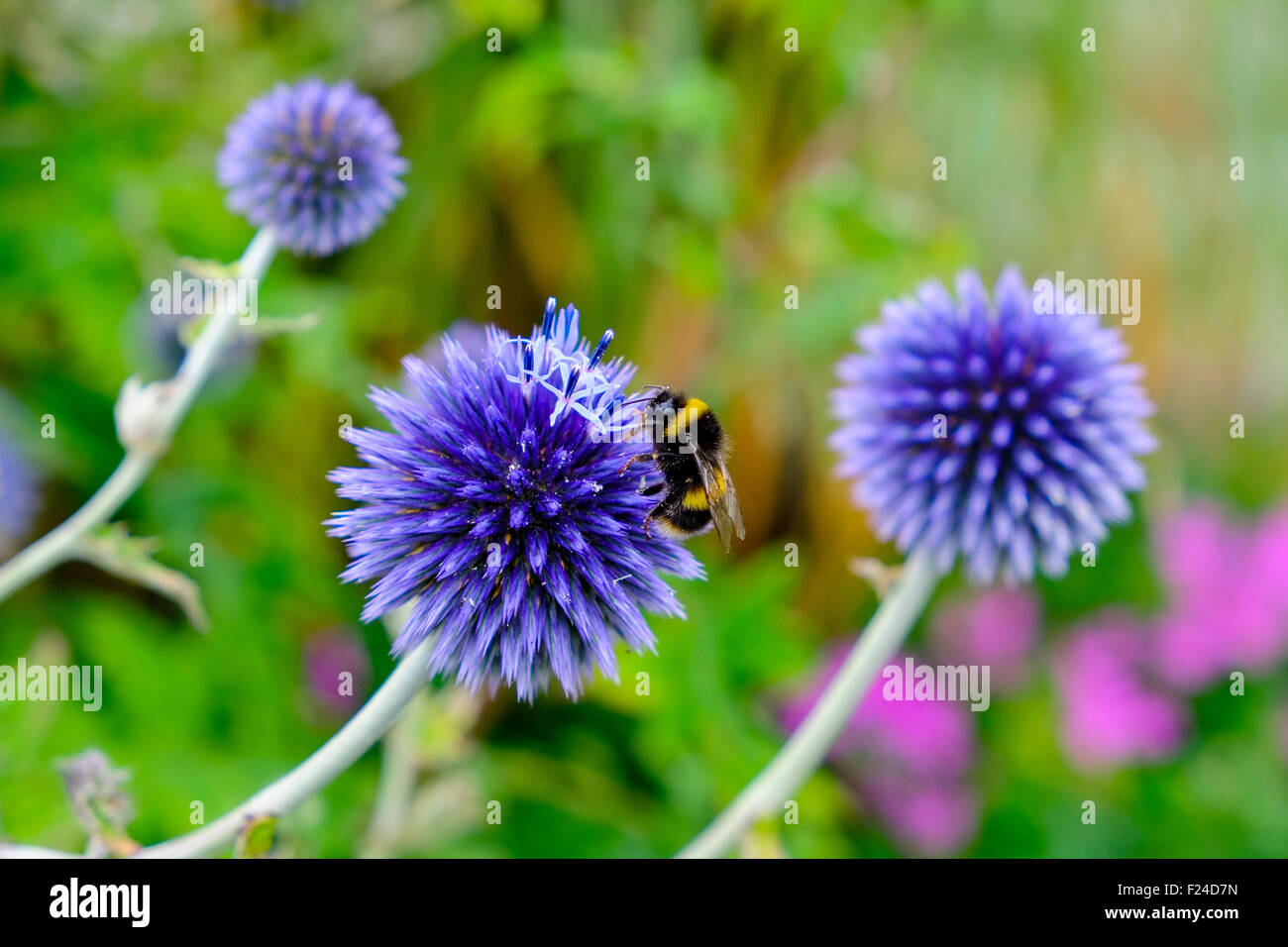 blue globe thistle bumble bee flower head garden Stock Photo