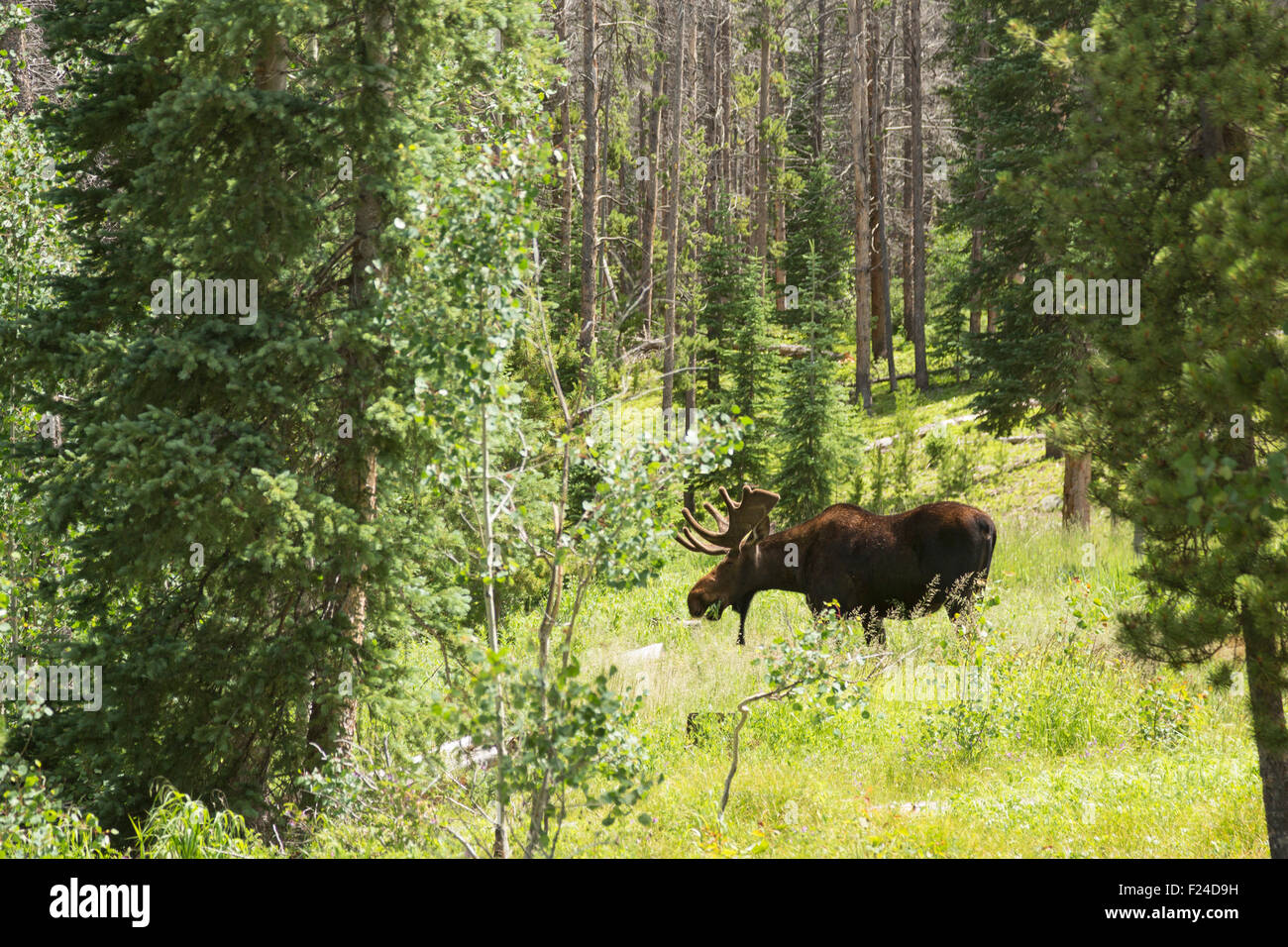 Silverthorne, Colorado - A bull moose grazing in Eagles Nest Wilderness Area, part of White River National Forest. Stock Photo