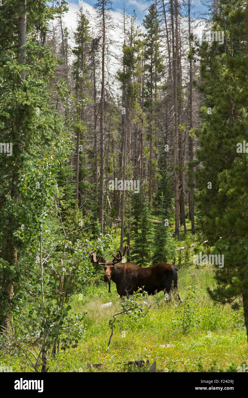 Silverthorne, Colorado - A bull moose in Eagles Nest Wilderness Area, part of White River National Forest. Stock Photo
