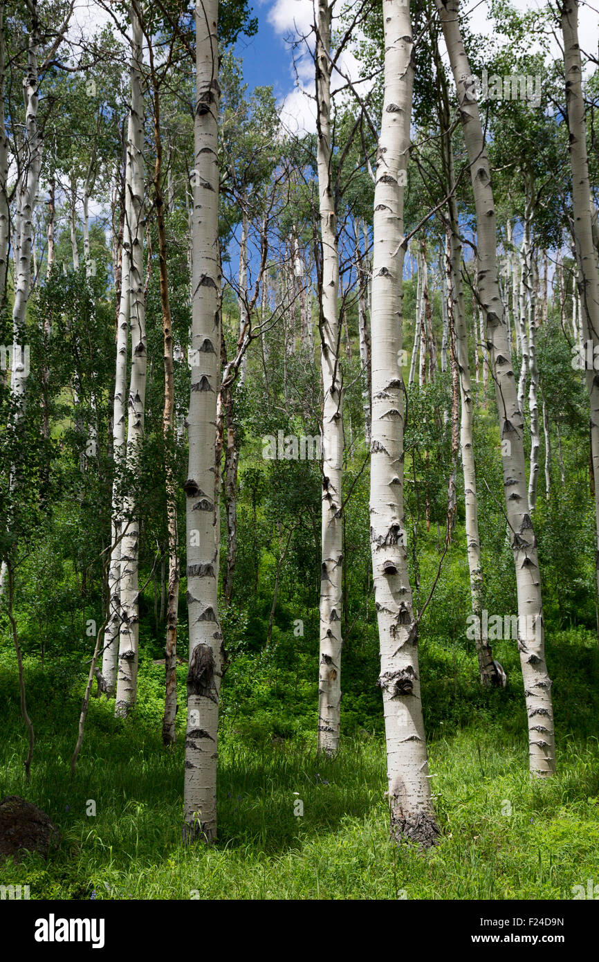 Silverthorne, Colorado - Birch trees in Eagles Nest Wilderness Area, part of White River National Forest. Stock Photo