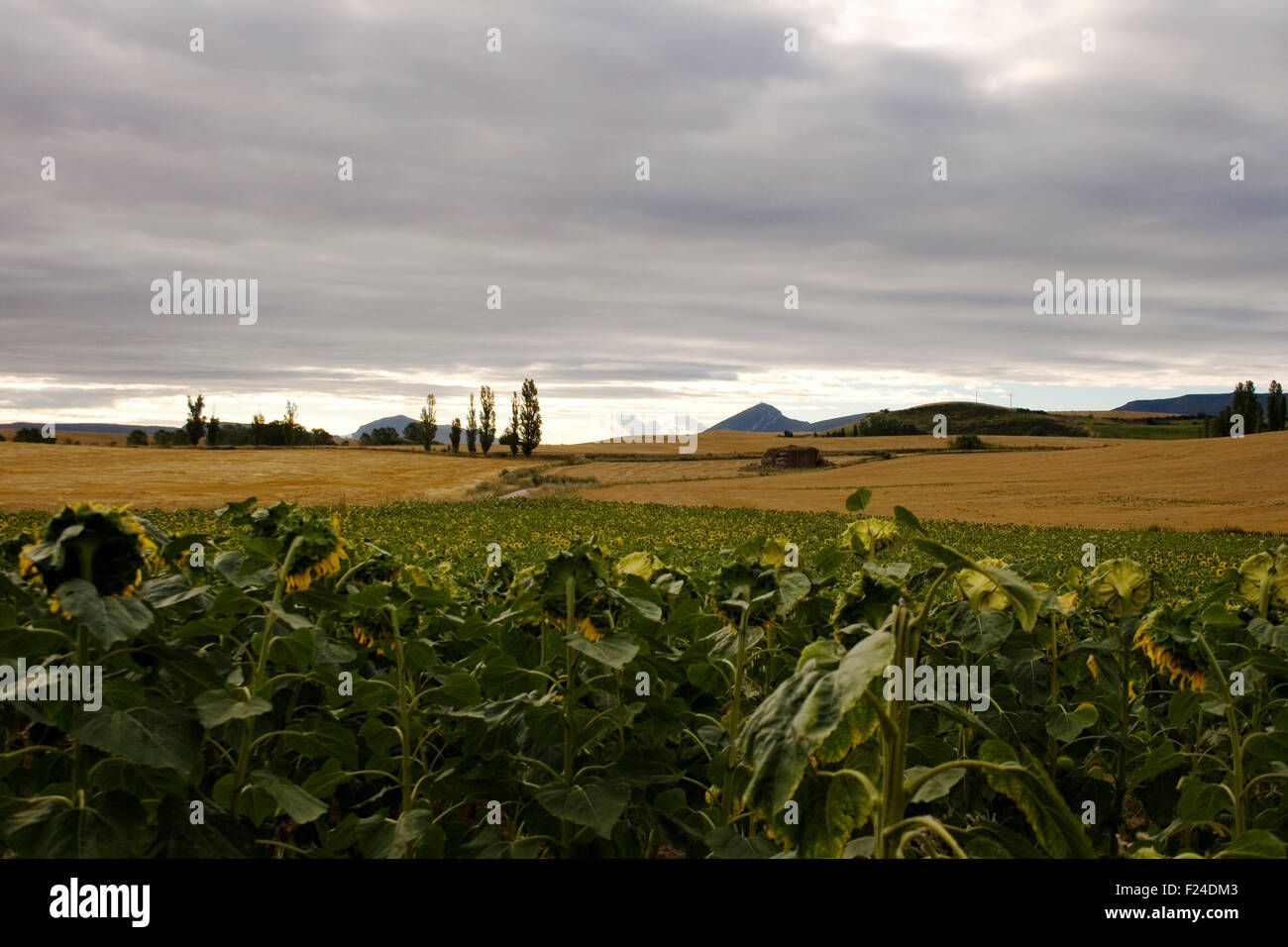 A lot of Sunflowers in spanish countryside Stock Photo Alamy