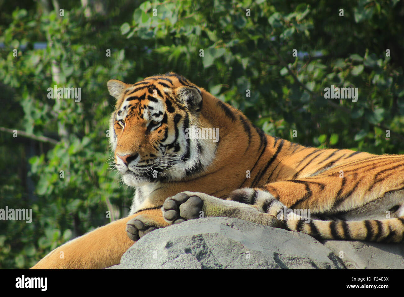 An Amur Tiger in an enclosure at a zoo in Winnipeg, Manitoba, Canada Stock Photo