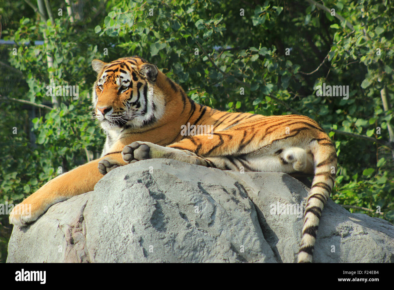 An Amur Tiger in an enclosure at a zoo in Winnipeg, Manitoba, Canada Stock Photo