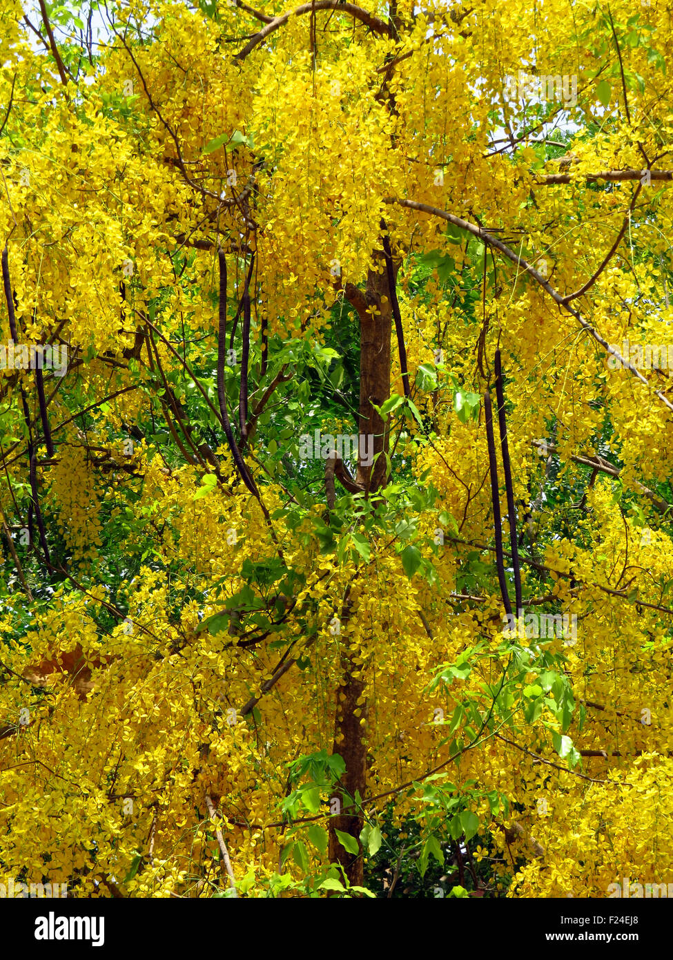 The beautiful Golden Shower Cassia tree with yellow flowers also known as Cassia Fistula, bloomed in the summers of India. Stock Photo