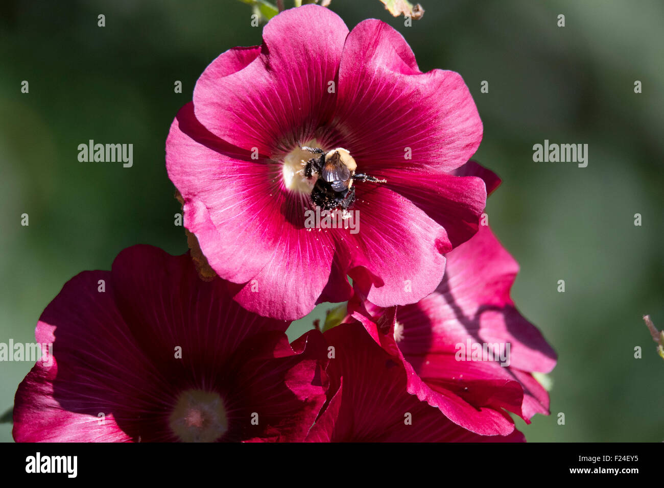 Bumble Bee Collecting Pollen Stock Photo