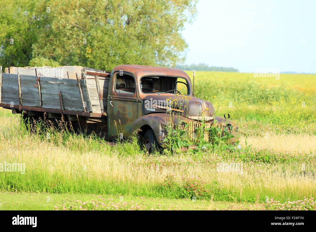 A rusted truck abandoned in a field on a farm near Morden, Manitoba