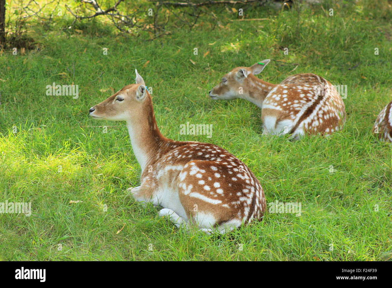 A deer in an enclosure at a zoo in Winnipeg, Manitoba, Canada Stock Photo