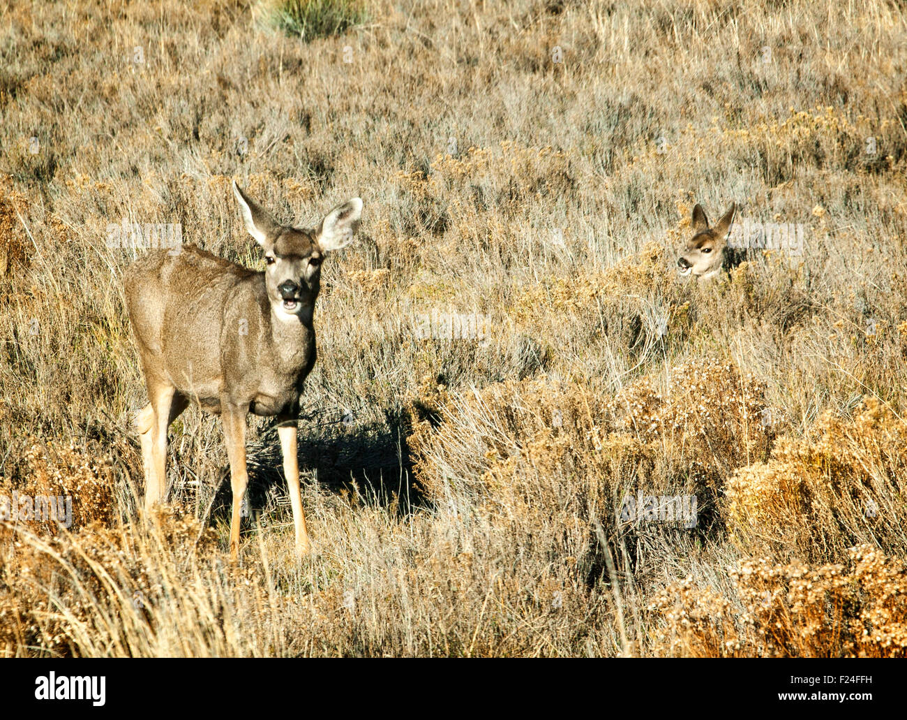 Mule deer graze peacefully in the alpine meadows above Bryce Canyon National Park, surrounded by the rugged beauty of Utah's high country. Stock Photo