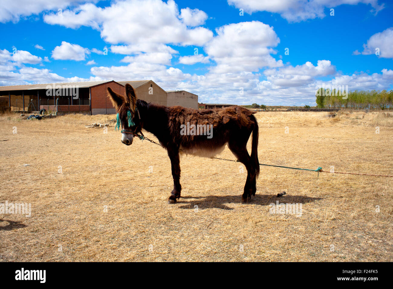 Donkey in the spanish farm Stock Photo Alamy