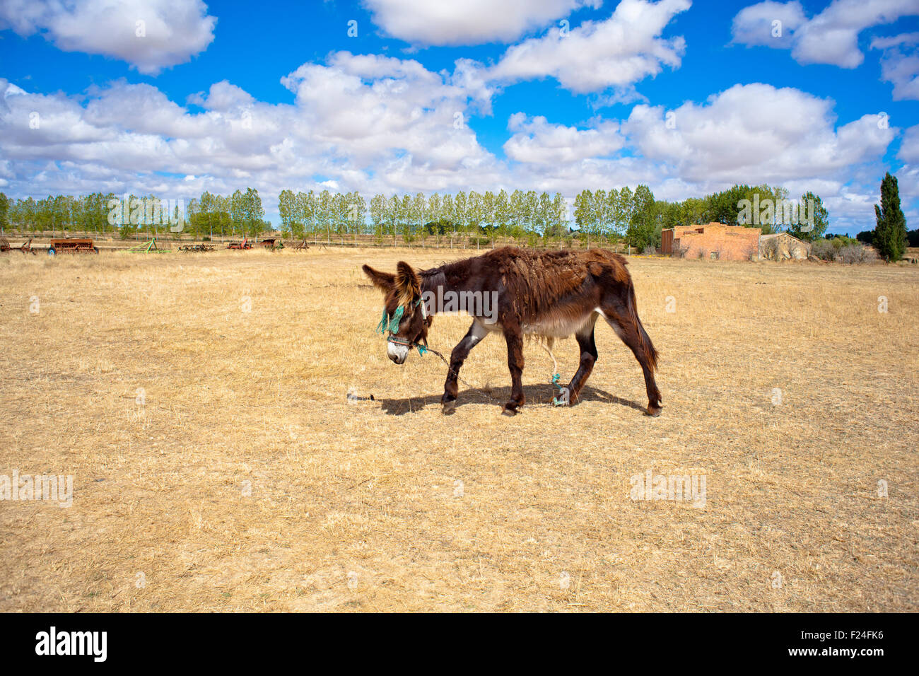 Donkey in the spanish farm Stock Photo Alamy