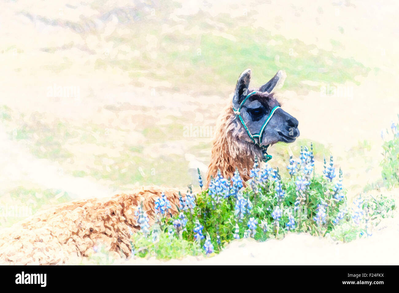 Llama peru andes hi-res stock photography and images - Alamy
