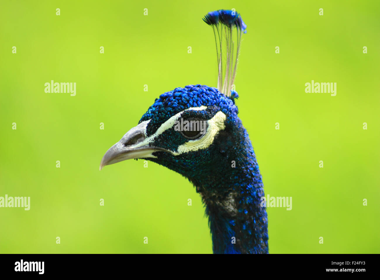 A Peacock in a park in Winnipeg, Manitoba, Canada Stock Photo Alamy