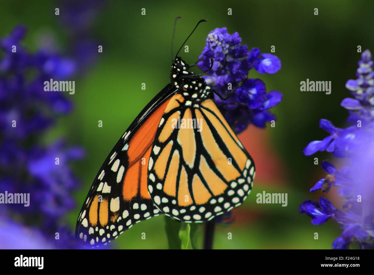A Monarch Butterfly on a flower in a garden in Winnipeg, Manitoba, Canada Stock Photo