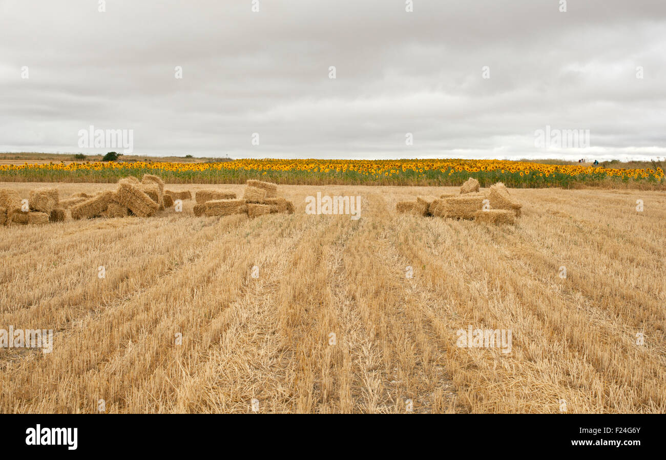 Bales of hay, spanish countryside Stock Photo Alamy