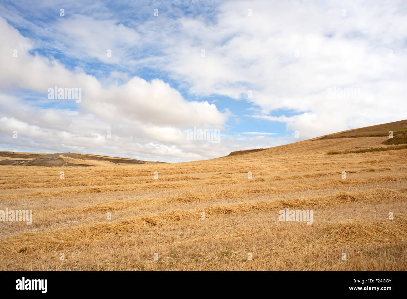 Bales of hay, spanish countryside Stock Photo Alamy