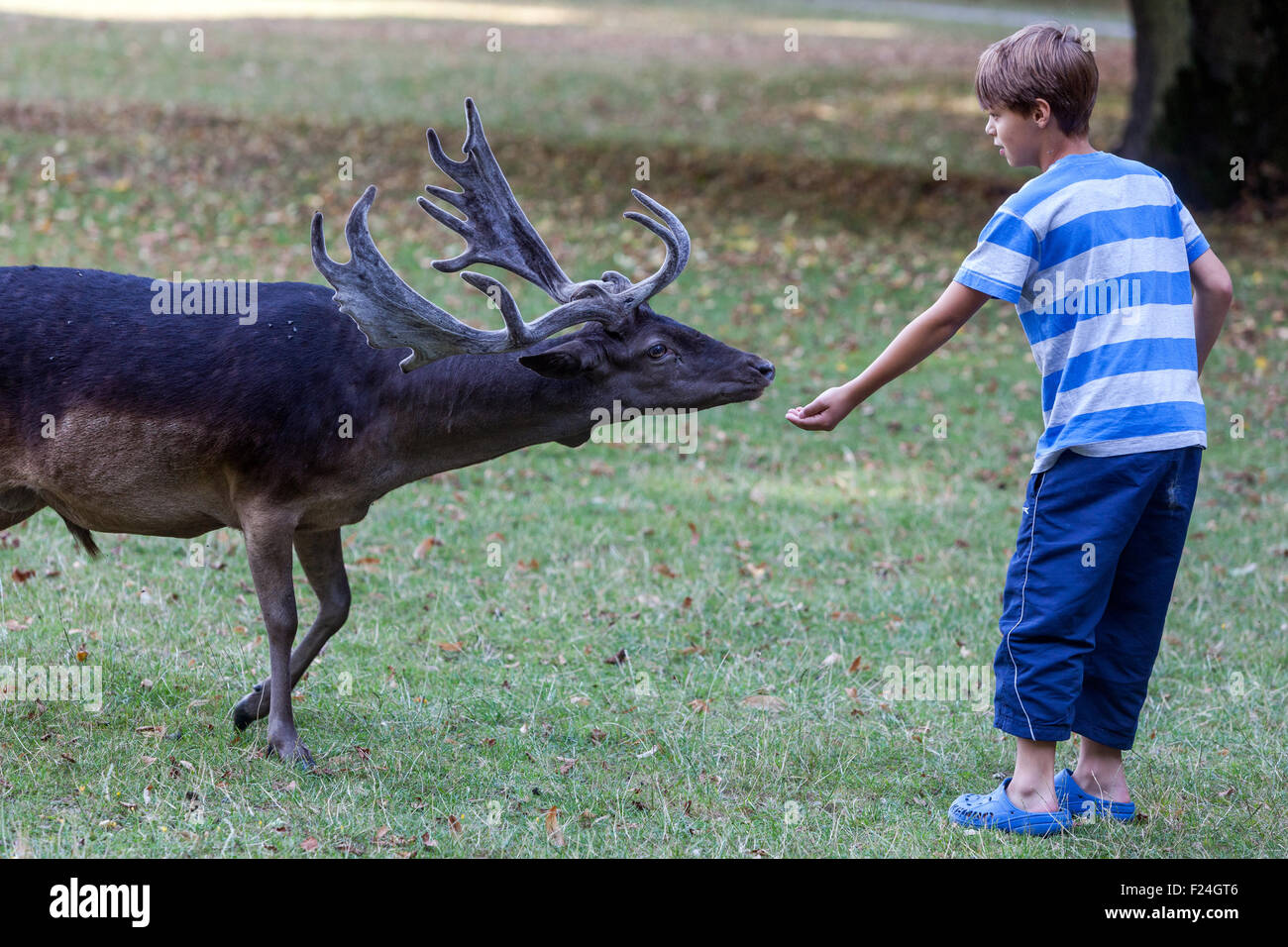 Child feeding animal fallow deer Stock Photo