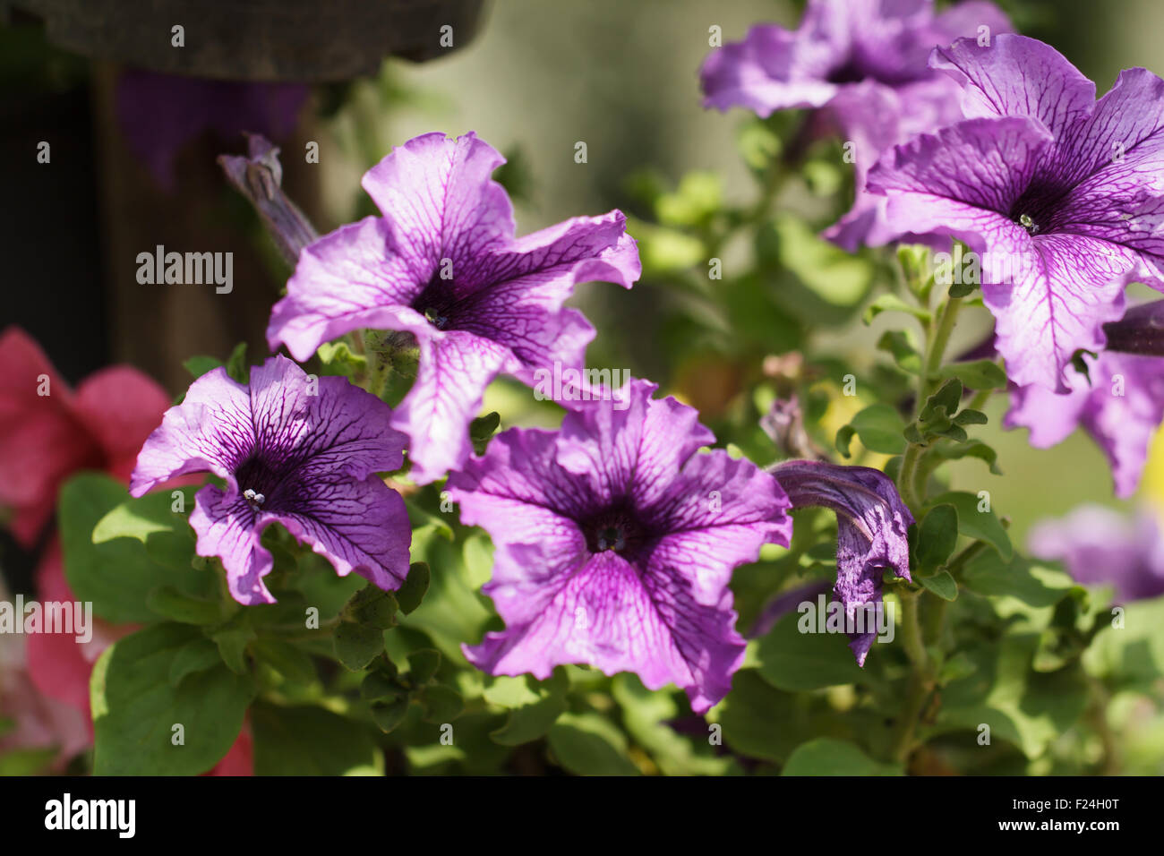 blossoming magenta petunia flowers Stock Photo