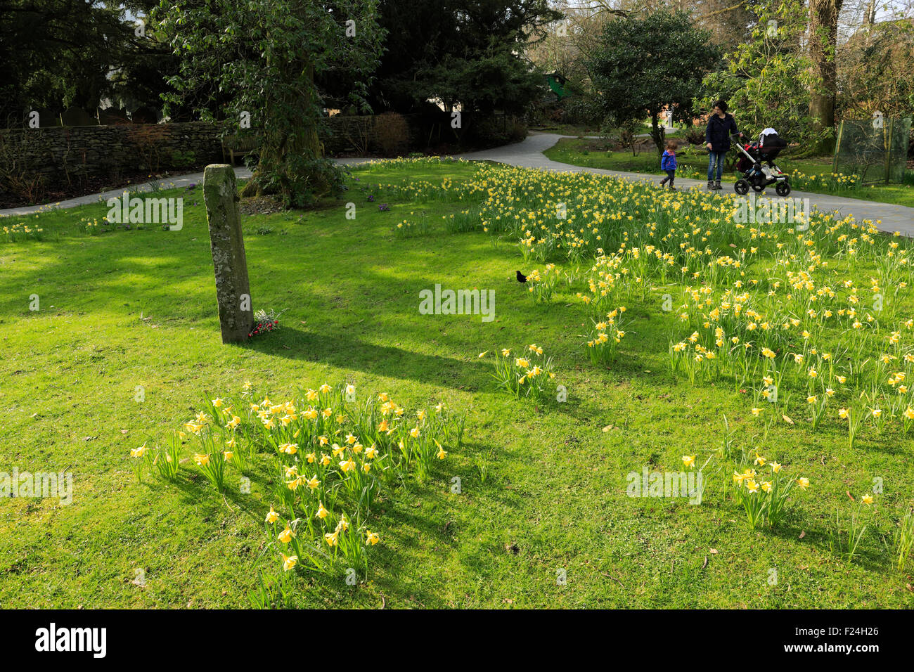The wordsworth daffodil garden hires stock photography and images Alamy
