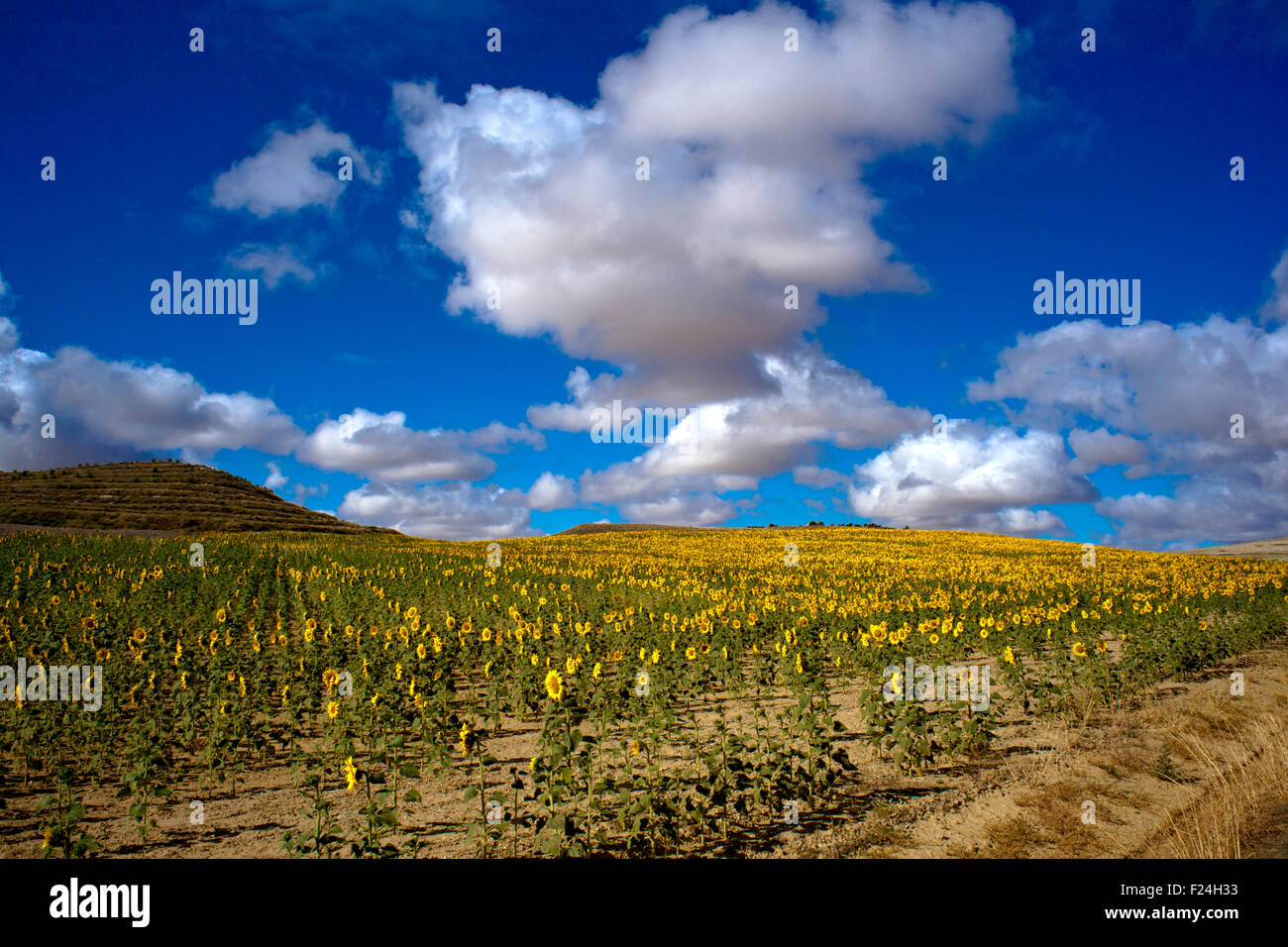 Sunflowers field in spanish countryside Stock Photo Alamy