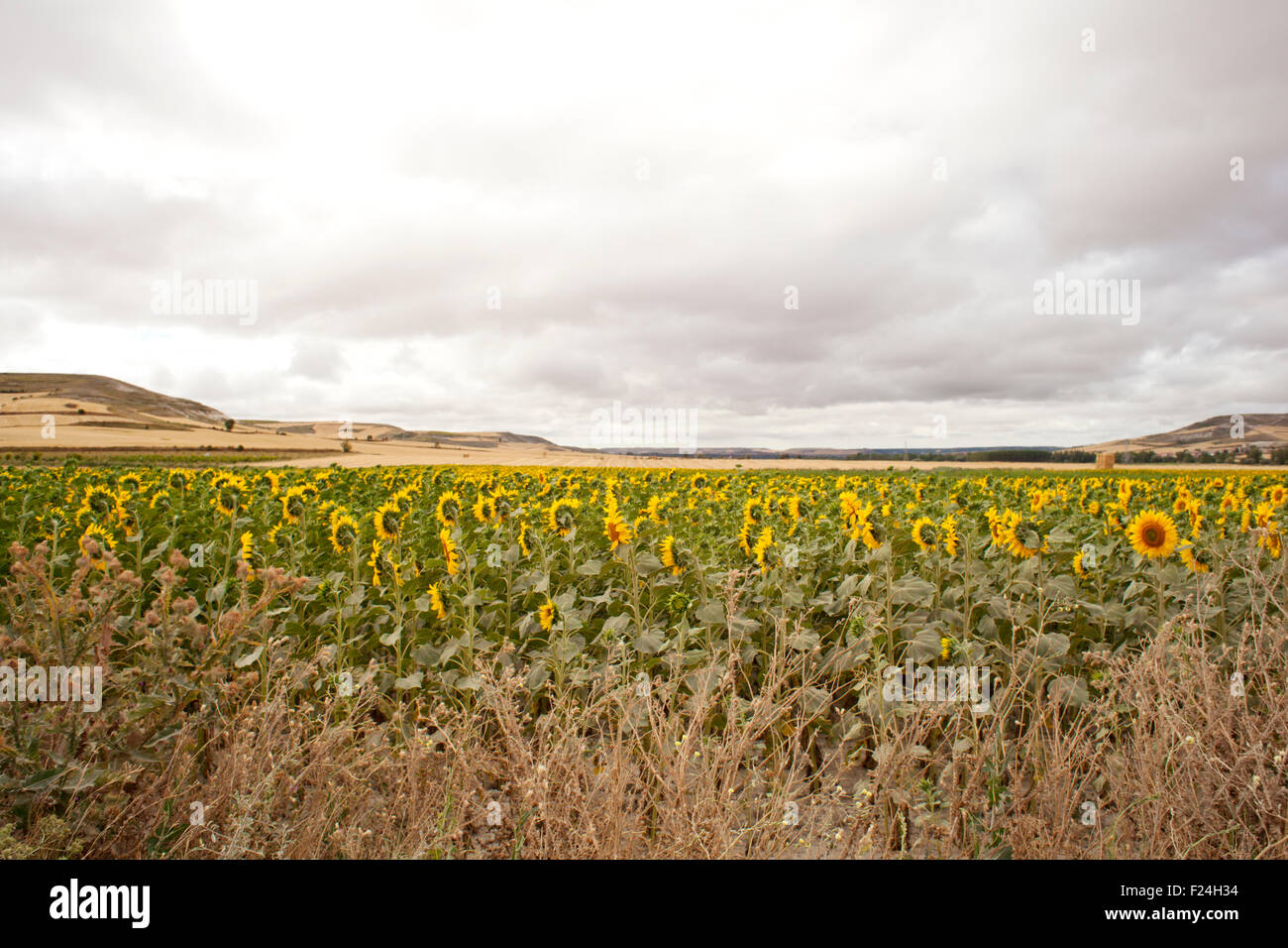 A lot of Sunflowers in spanish countryside Stock Photo Alamy