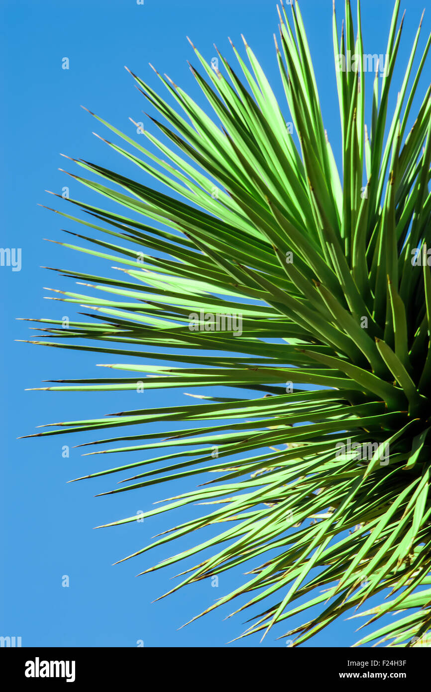 Closeup of a Joshua tree in Joshua Tree National Park, California, USA