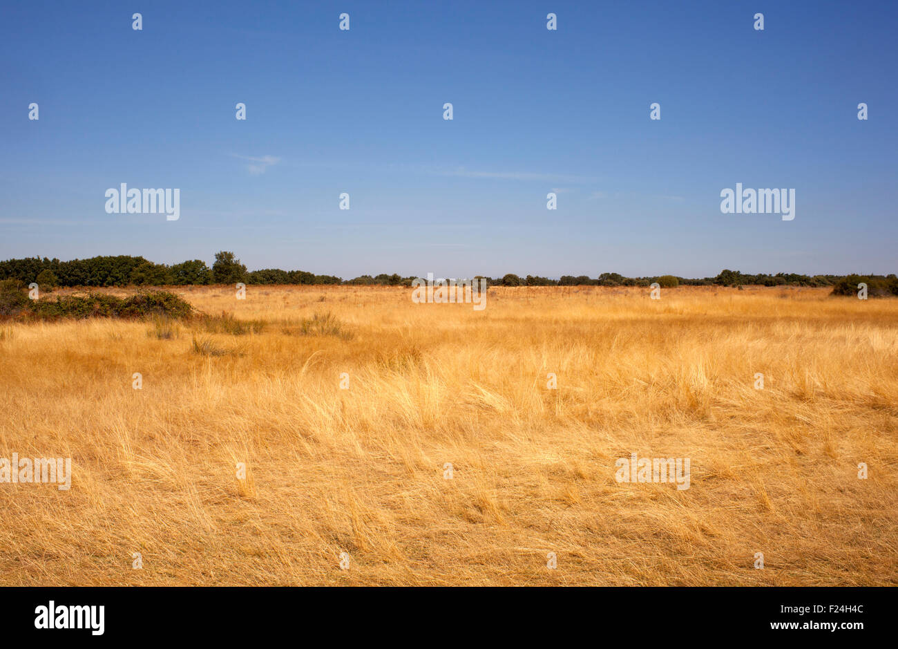 Field after harvest in Spain Stock Photo - Alamy