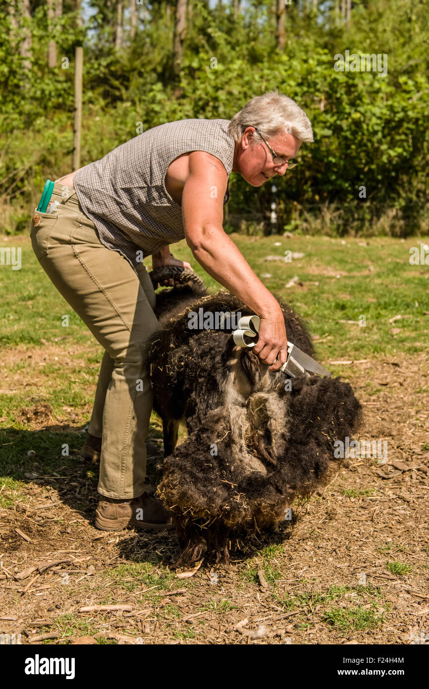 Sheep scissors hires stock photography and images Alamy