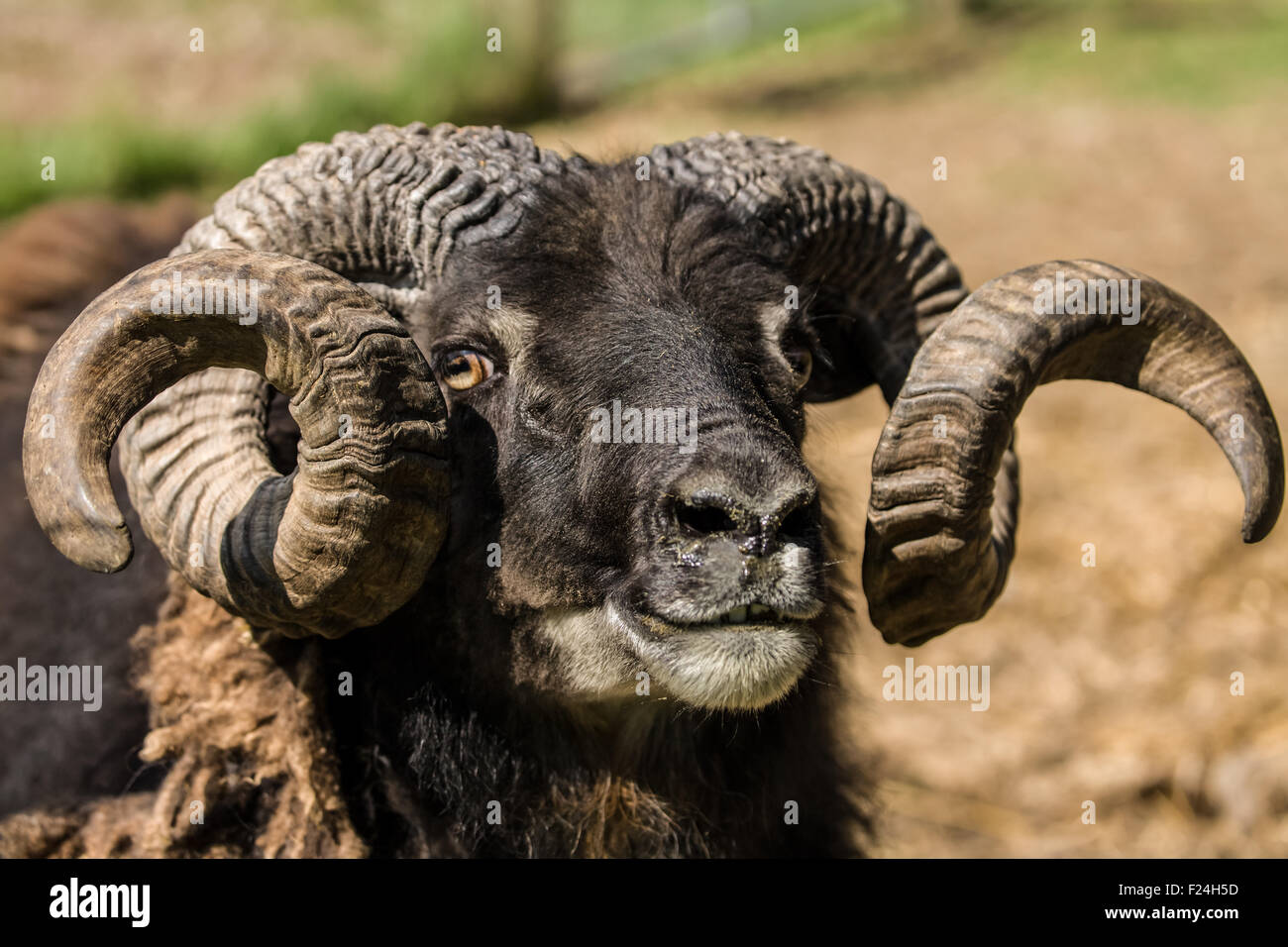 Icelandic heritage breed of sheep near Carnation, Washington, USA.  Their face and legs are free of wool. Stock Photo