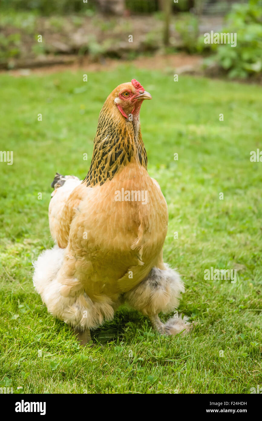 Silver Laced Brahma Chicken Solitary View Stock Photo 1770041780