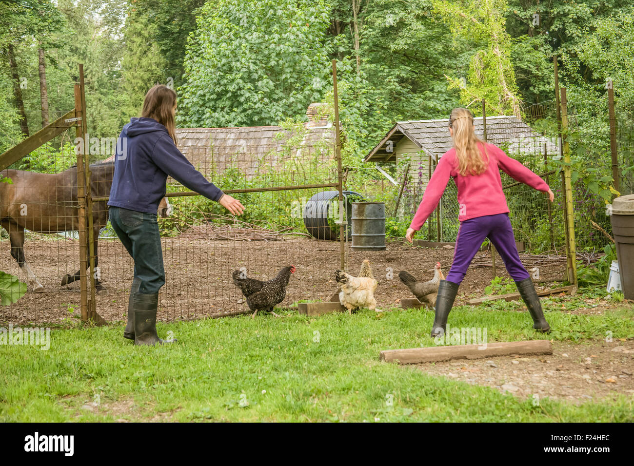 Mother and eleven-year old daughter herding free-range chickens (Buff Brahma, Maran & Legbar) into a corral with a horse Stock Photo