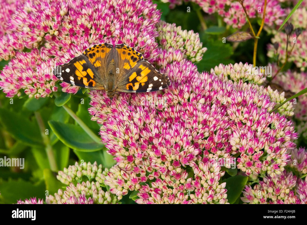 A painted lady butterfly with the Latin name of Cynthia cardui feeding from the bright pink flowers of Sedum spectabile Stock Photo