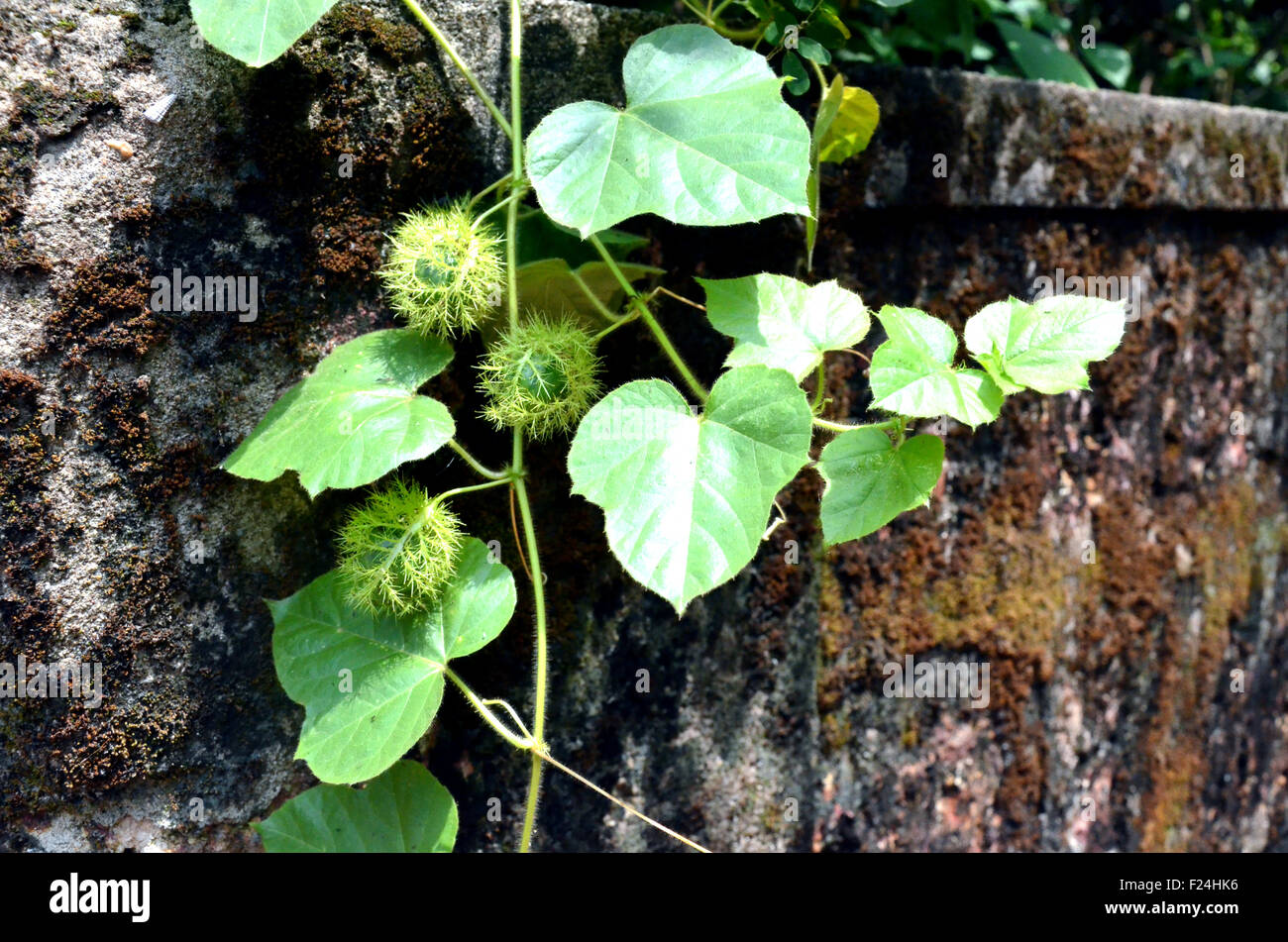 Wild creeper with thorny fruit and gel like pulp Stock Photo Alamy