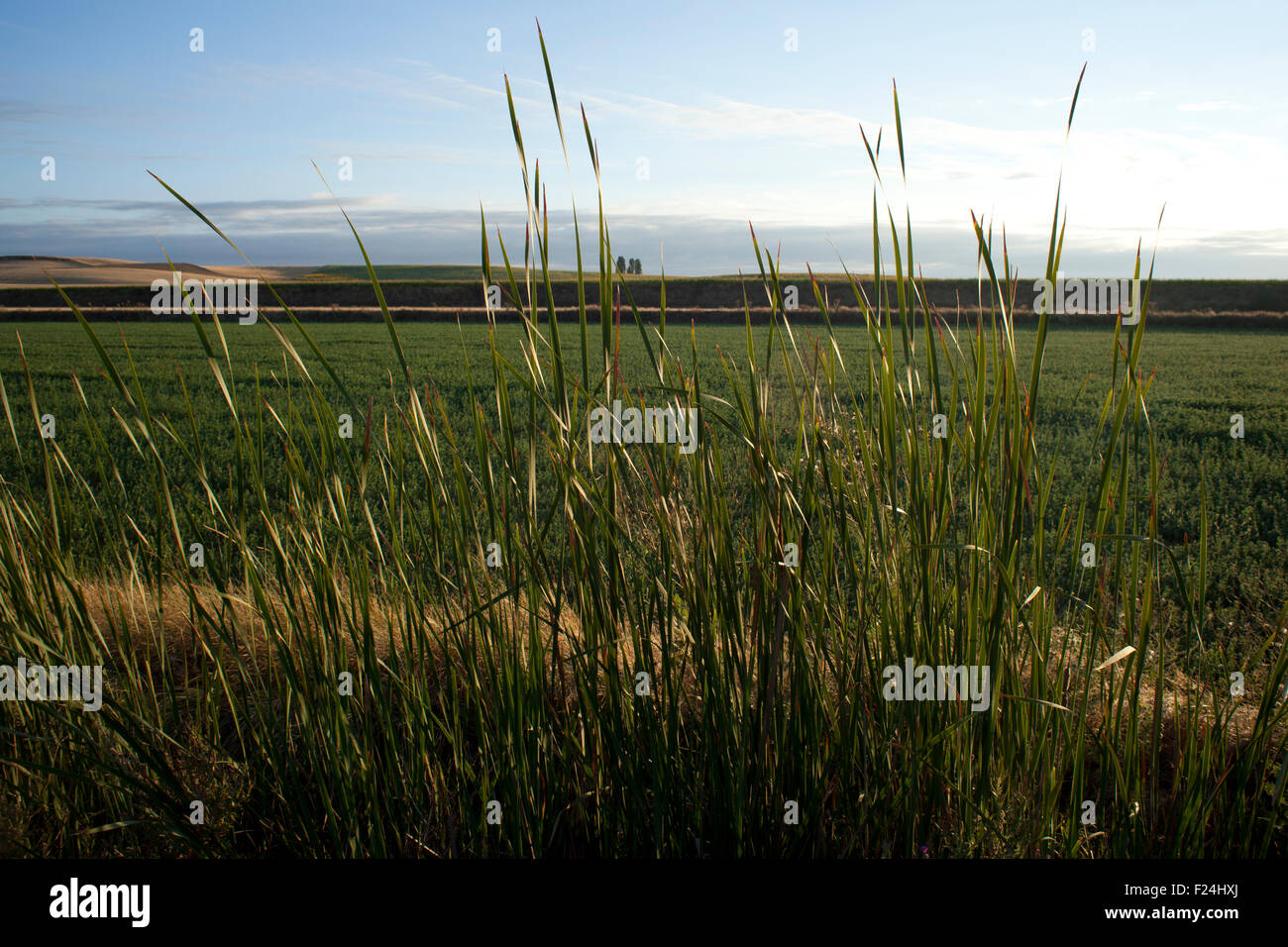 Field in the Spanish countryside Stock Photo - Alamy