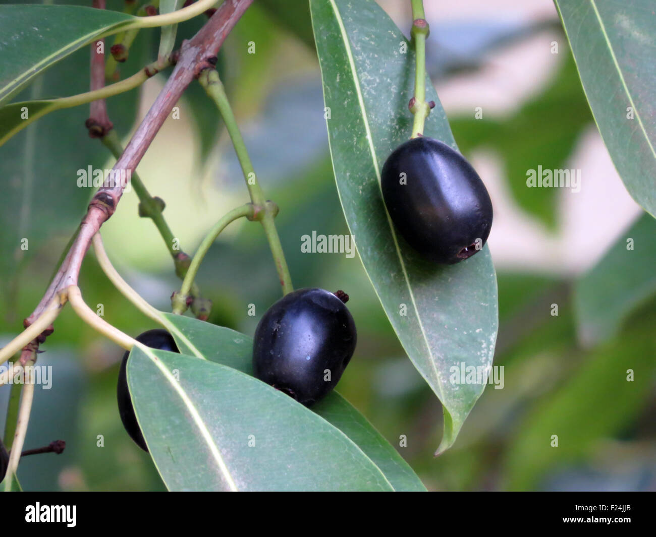 Ripe Syzygium cumini, jambul, jambolan, jamblang, or jamun fruit as it is called found in the tropics Stock Photo