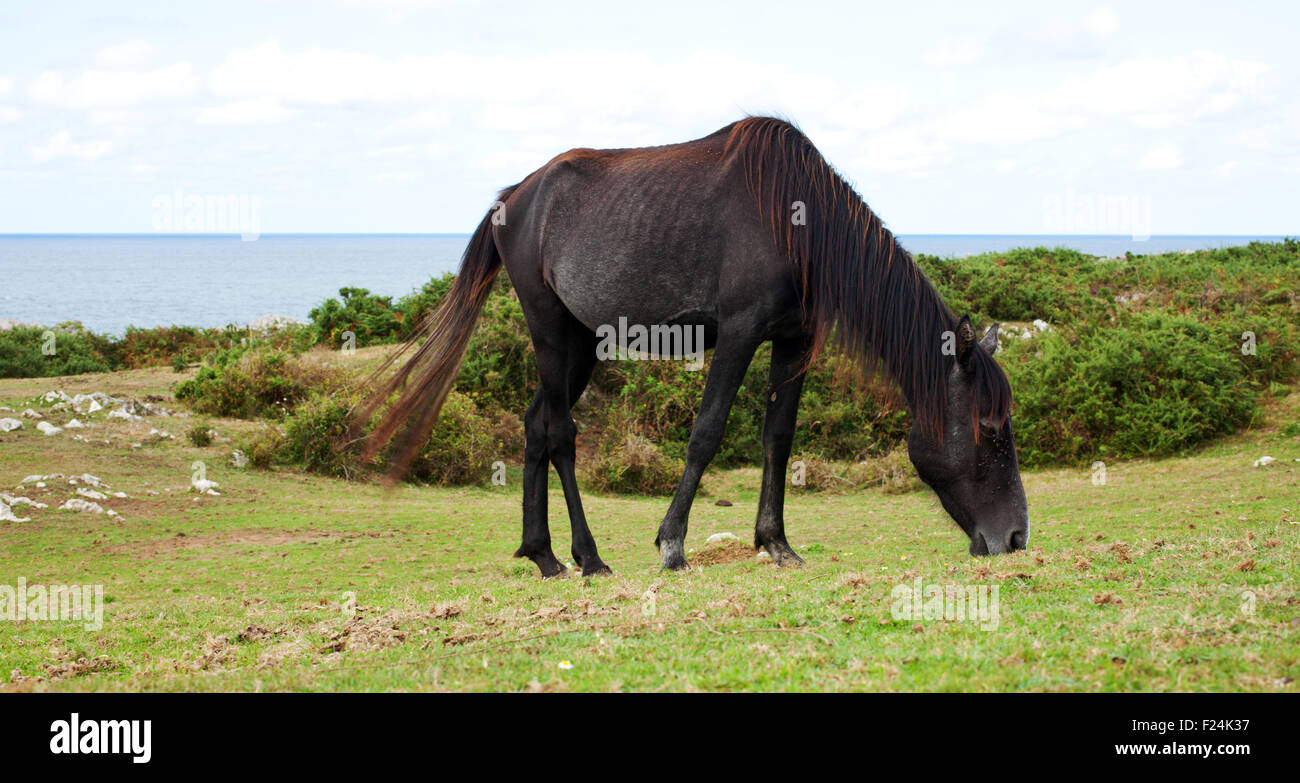 An horse grazing, Nueva - Spain Stock Photo