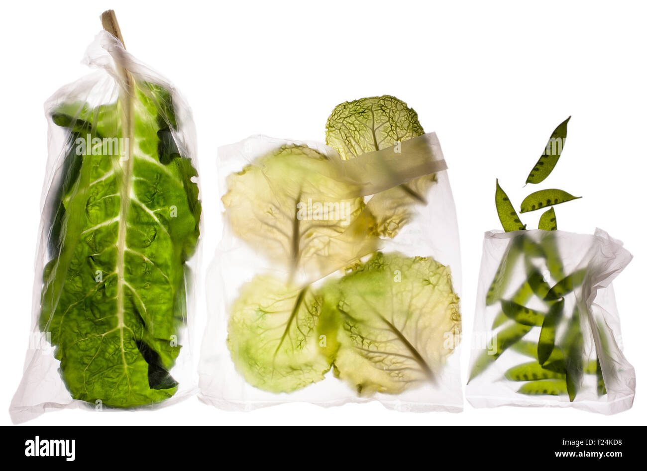 translucent swiss chard, napa cabbage and snow peas in separate clear bags in a row on a light table Stock Photo