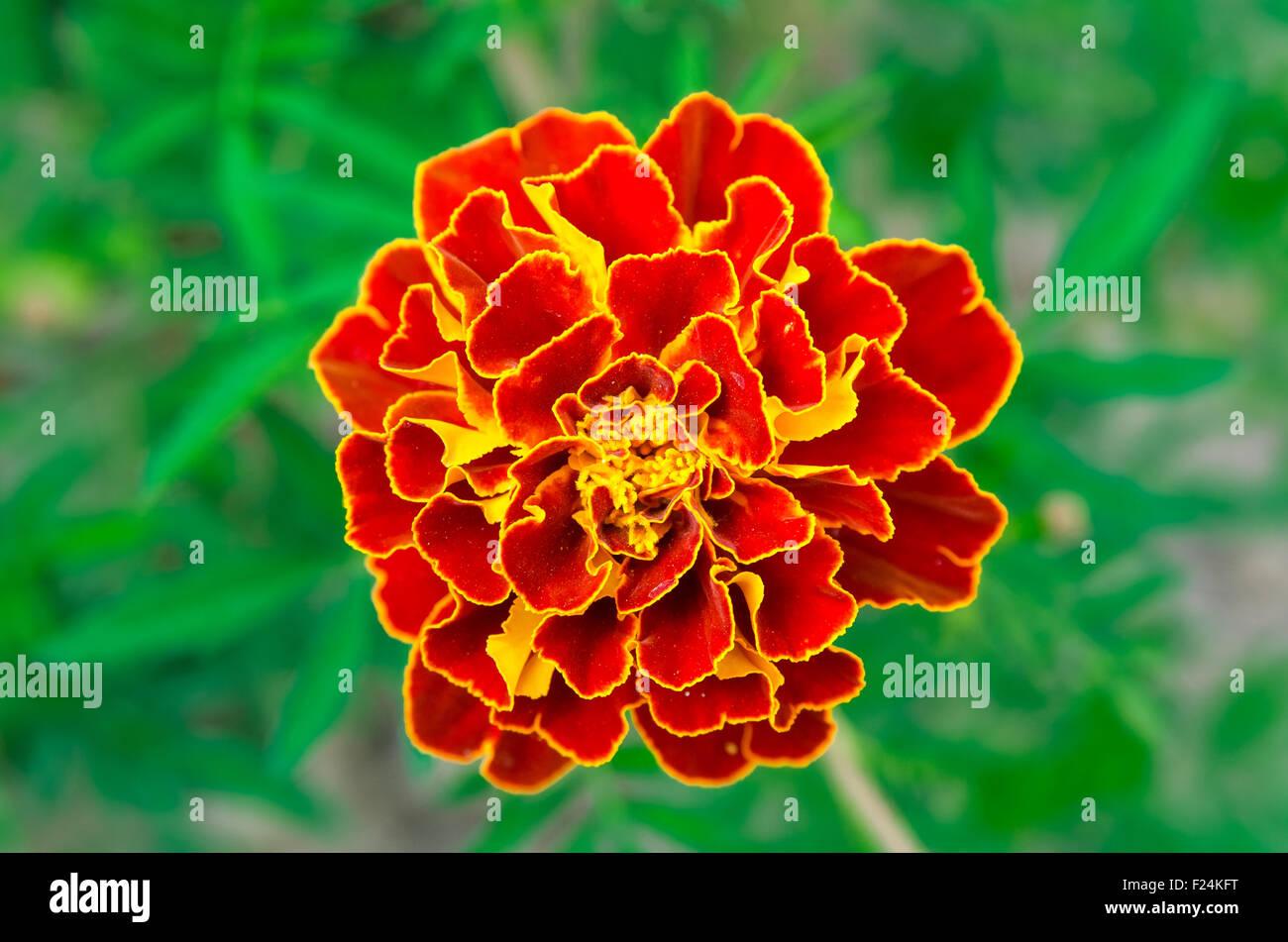 Red and yellow flower hires stock photography and images Alamy