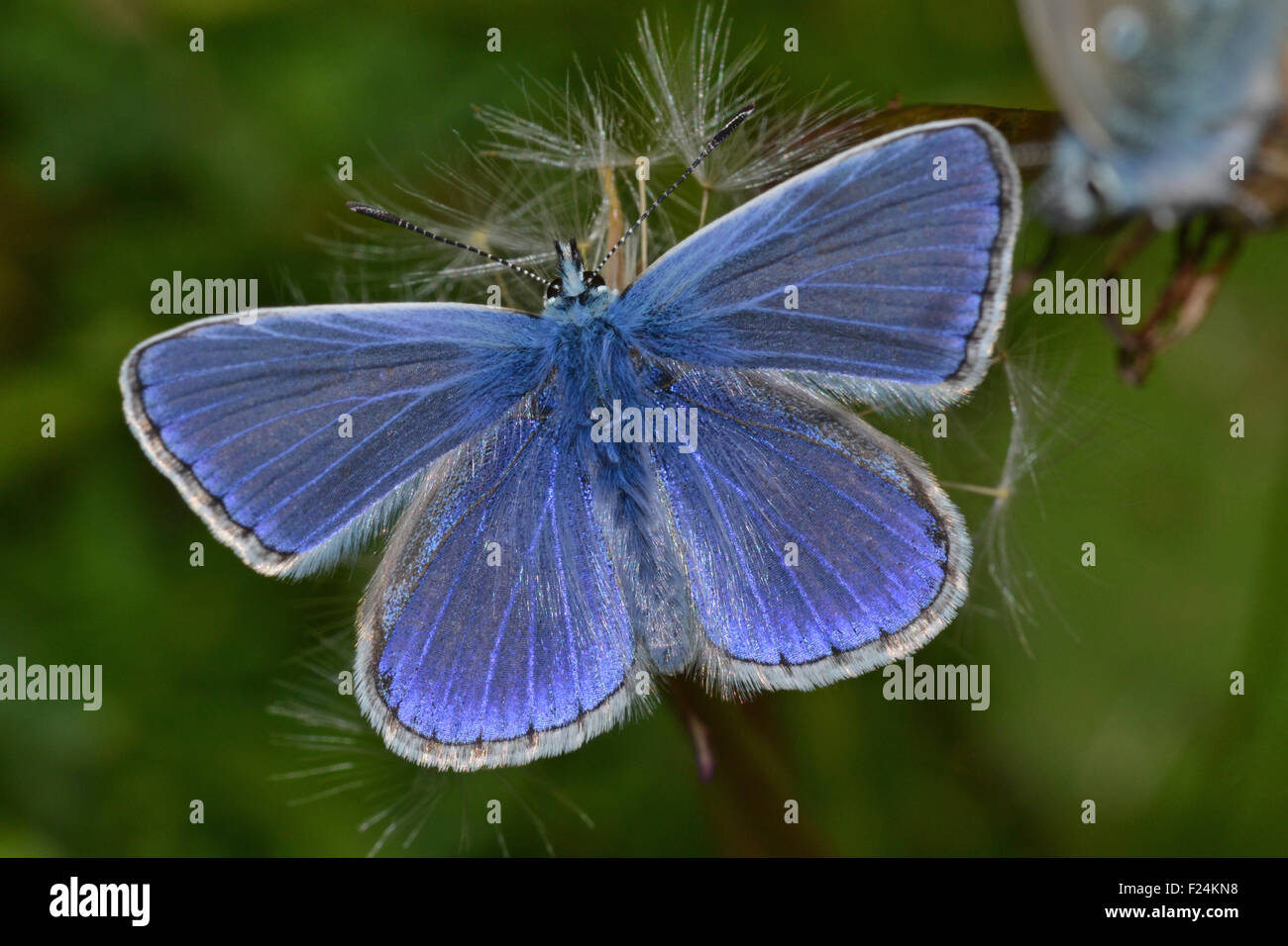 Common Blue butterfly, UK, Polyommatus Icarus Stock Photo