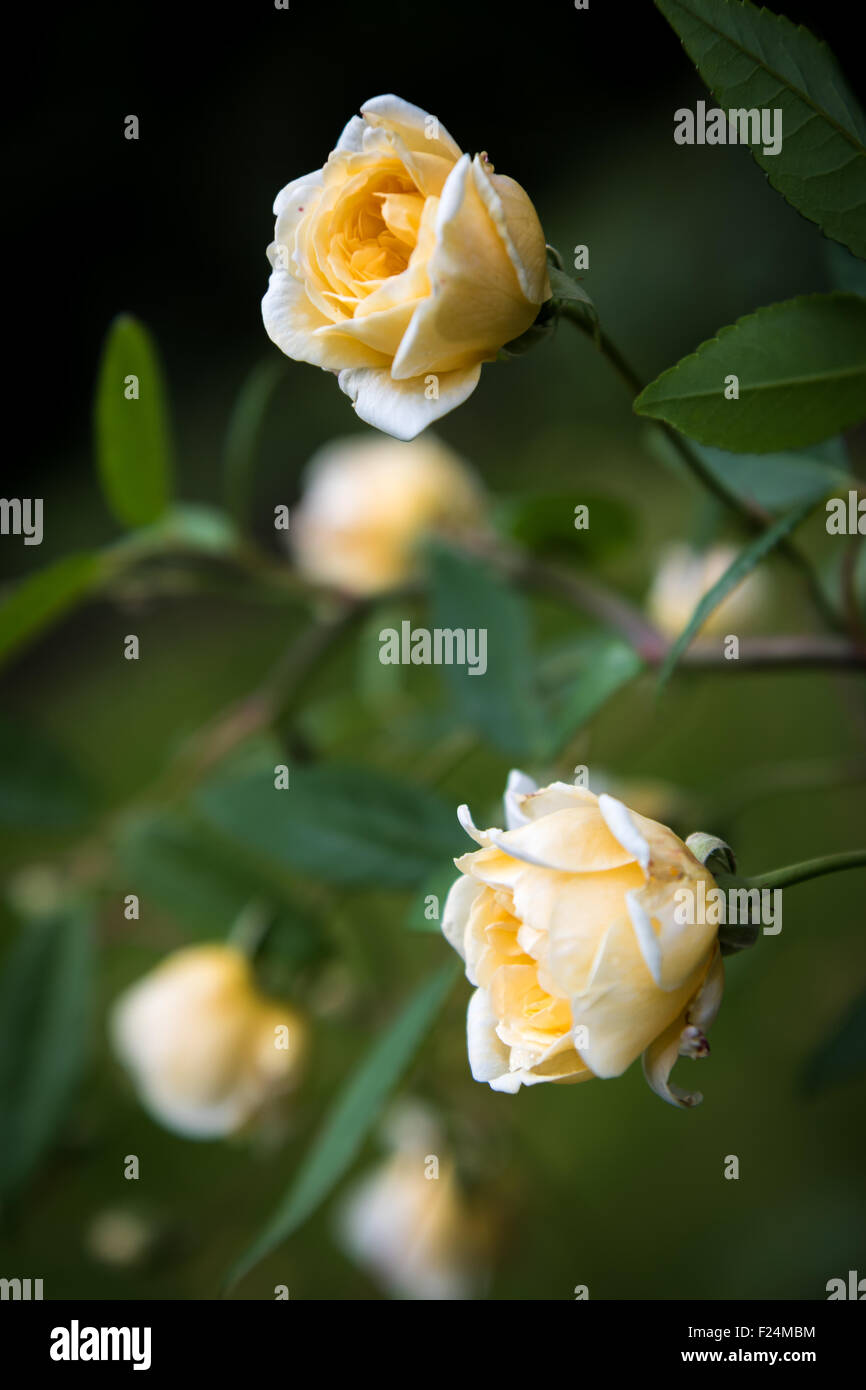 Rose garden of Lacock Abbey Stock Photo