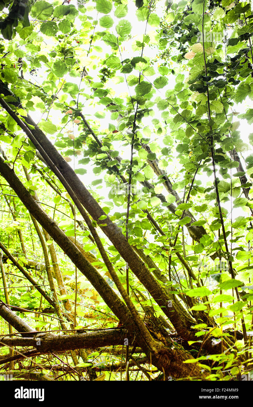 Sunlight in the green forest Stock Photo - Alamy